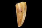 Serrated, Raptor Tooth - Real Dinosaur Tooth #149059-1